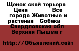 Щенок скай терьера › Цена ­ 20 000 - Все города Животные и растения » Собаки   . Свердловская обл.,Верхняя Пышма г.